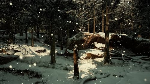 A Winter Wonderland in a Snowy Forest