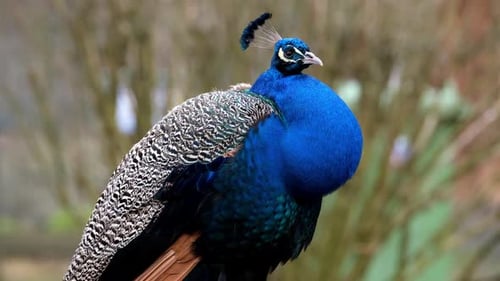 Majestic Peacock Standing Proudly in Natural Habitat