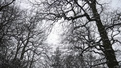Snow falling in slow motion between the dark silhouette trees in the woods