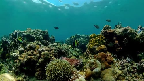 The Underwater World of a Coral Reef