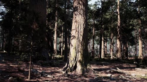 A Dense and Majestic Forest with Towering Trees