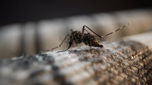 Nahaufnahme einer Mücke in natürlichem Licht