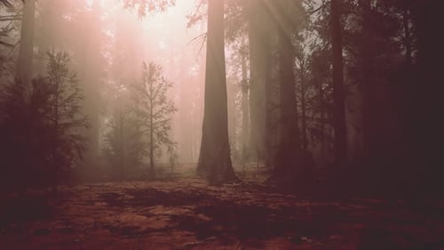 A Dense and Majestic Forest with Towering Trees