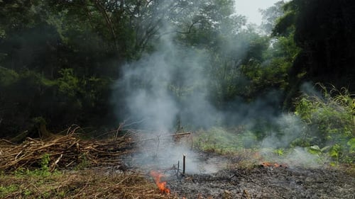 Destruction of Jungle Forest for Farmland