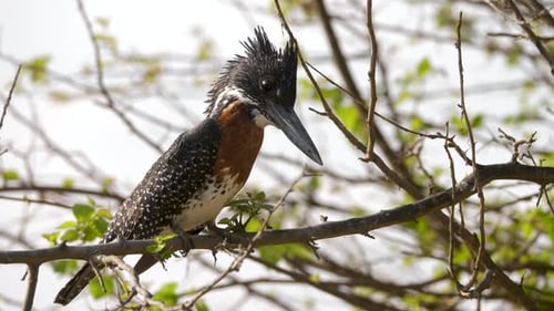 giant kingfisher sitting on a branch in a wildlife park in South Africa. close up shot
