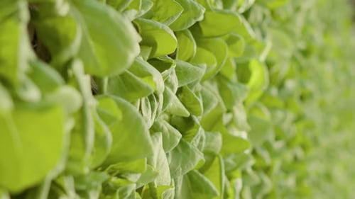 Extreme Closeup of Green Lettuce Leaves Grown in Organic Farm Being Cultivated Without Pesticides
