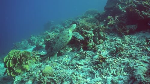 Sea Turtle Underwater