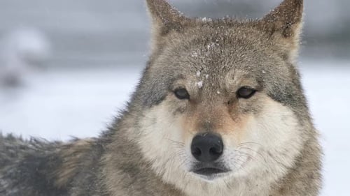 Female Gray Wolf Standing in Snow With Closed Eyes at Winter Snowfall and Then Ope Eyes Search for