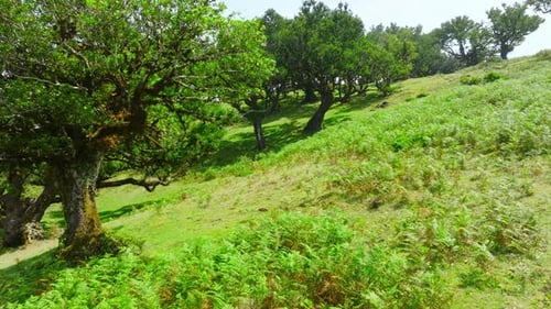 Beautiful Summer Morning in the Forest Sun Rays Break Through the Foliage of Magnificent Green Tree