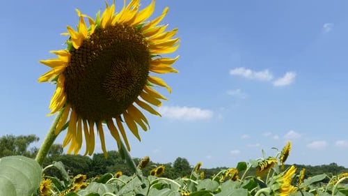 Sunflower Fields in Tokyo, Japan.