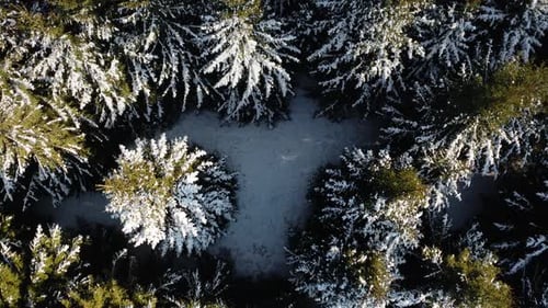 Aerial drone shot of a forest during winter season. Flying up of a dense pine tree forest covered wi