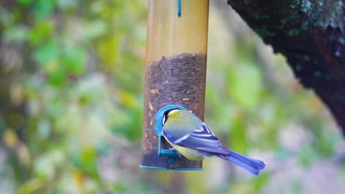 HD-Superzeitlupenaufnahmen von Vögel, die zu einem Vogelhäuschen fliegen und Samen fressen.
