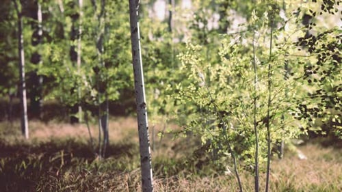 Sunset or Dawn in a Spring Birch Forest with Bright Young Foliage
