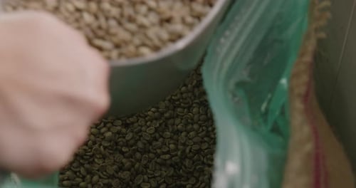 Scooping Green Coffee Beans from Sack