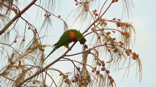 A rainbow lorikeet (trichoglossus moluccanus) perched on the swaying branch of a Casuarina tree, cra