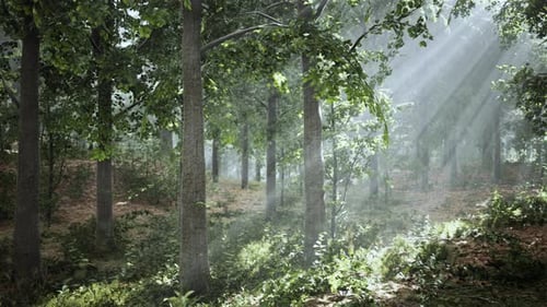 Sunlight Beams in Misty Green Forest