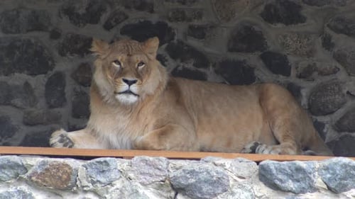 Lioness Animal Big Wild Cat in the Zoo