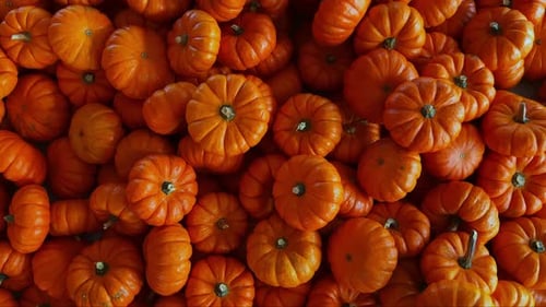 Abundant Pile of Small Orange Pumpkins for Autumn