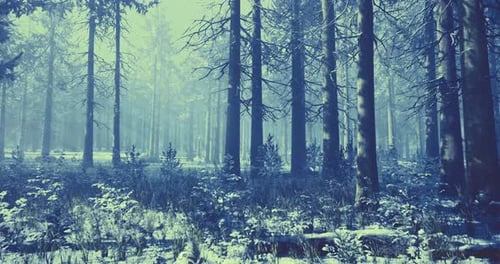 Snow Covered Forest in Winter with Tall Trees and a Serene Atmosphere