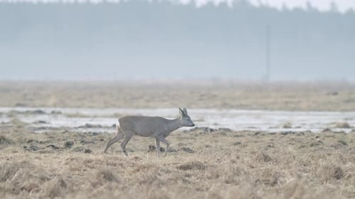 Common wild roe deer walking and eating grass on the field in early spring dry grass meadow close up