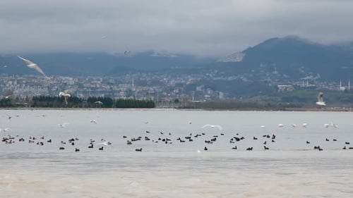 Flock of Birds on the Sea