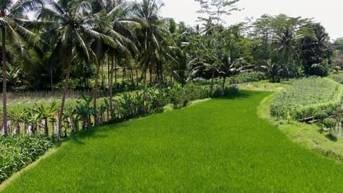 Tropical rice field with majestic palm trees on warm vibrant day, dolly forward