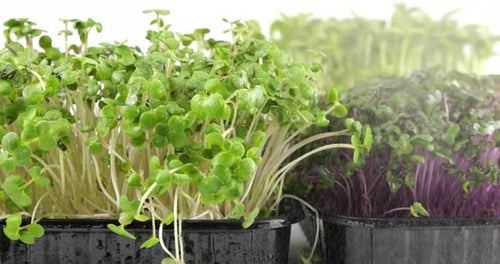 Cabbage purple seedling, mustard plant and helianthus. Slow motion. The microgreen in plastic trays.