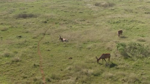 Blesbok antelope herd early morning on the autumn savannah
