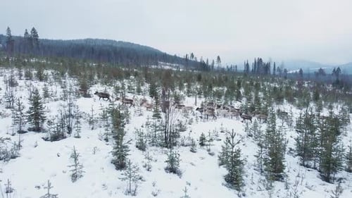Reindeer Herd Traversing Snowy Winter Landscape from Above