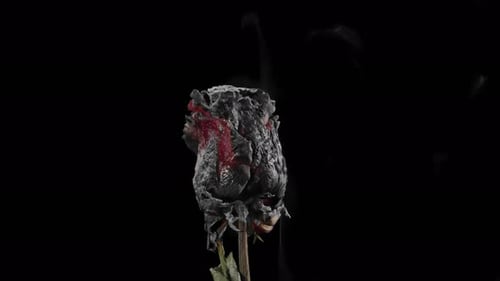 Burnt rose flower smoking in close up shot