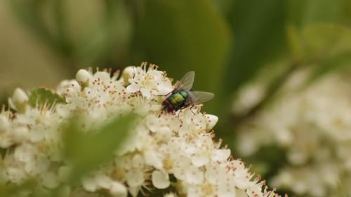 Gewöhnlicher grüner Flaschenfliegennektar auf Viburnum-Blume. - Selektiver Fokus