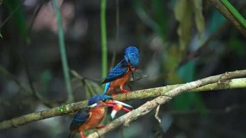 Blue-eared Kingfisher Bird Perching On A Branch With A Small Fish On Its Beak. Selective Focus Shot