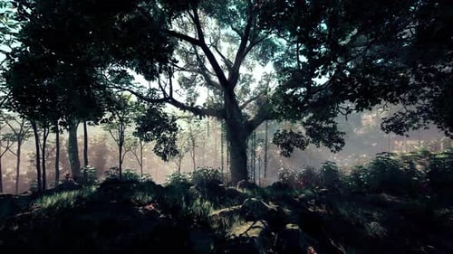 Sunlit Forest with Mystical Fog and Ancient Tree