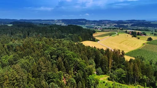 Thick pine tree woods near the agricultural fields. Sunny summer day in the countryside