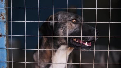 Heterochromatic Stray Dog Behind a Fence at a Shelter