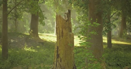 Moss Covered Tree Stump in a Serene Forest During Midday Sunlight