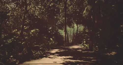 Lush Green Pathway in Tropical Forest with Sunlight Filtering Through Trees