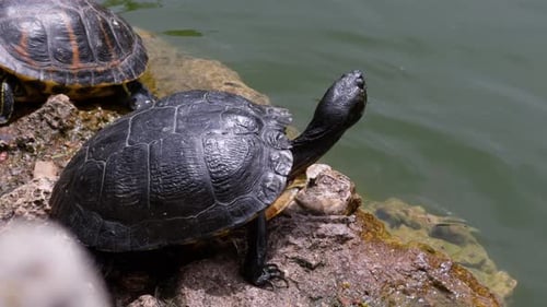 Tortues prenant un bain de soleil sur des rochers