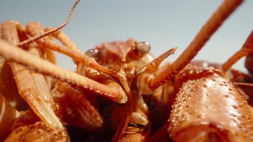 Red, boiled crayfish lie in the sun against a blue sky. Dolly slider extreme close-up. Laowa Probe