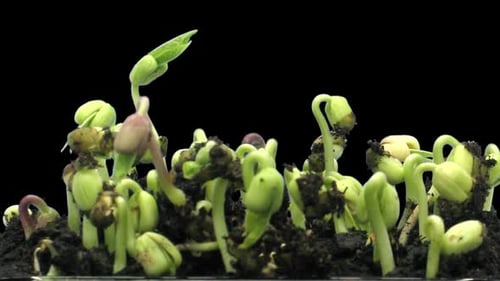 Bean Sprouts Emerging from Soil Time-Lapse