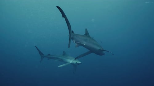 Two blue sharks swimming together in the Atlantic ocean in slow motion