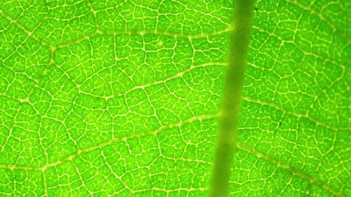 Vue rapprochée d'une feuille verte.