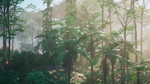 Dense Forest With Abundant Trees