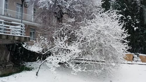 Wunderschöner weißer Schnee, der auf einen Baum vor einem Wohnhaus fällt.