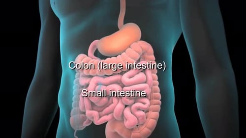 Human digestive system with transparent body