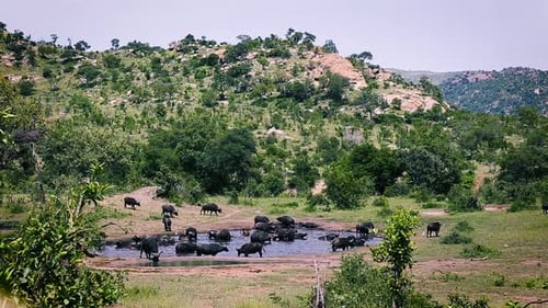 African buffalo in Kruger National park, South Africa