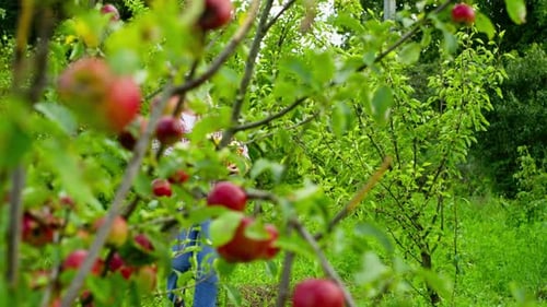 A Woman Walks Through the Garden and Picks Apples