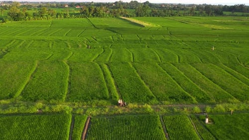 Riding a Motorbike Through Lush Green Rice Paddies Terraces in Bali