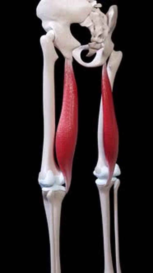 Semimembranosus Muscle Movement Vertical Video