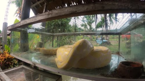 Pitón birmano albino cautivo en jaula de cristal en Filipinas. de cerca